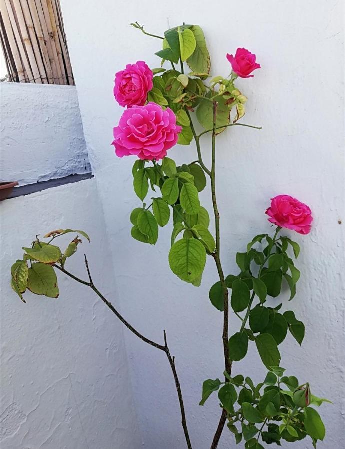 Medina Baguh Apartamento Priego de Córdoba Exterior foto